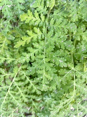 Eucrypta chrysanthemifolia