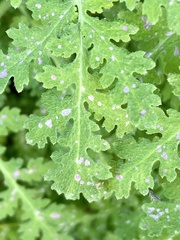 Eucrypta chrysanthemifolia