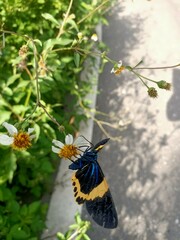 Milionia zonea pryeri