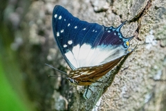 Polyura pyrrhus