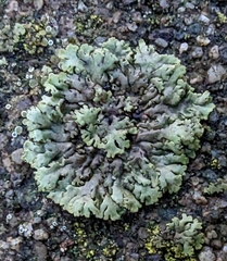 Physcia caesia