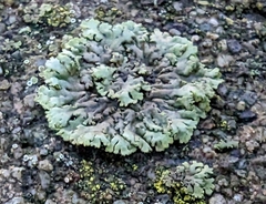 Physcia caesia