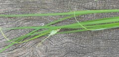 Carex inversa