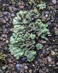 Physcia caesia