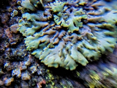 Physcia caesia