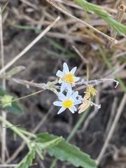 Rhodanthe corymbiflora