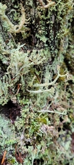 Cladonia subsquamosa