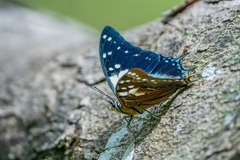 Polyura pyrrhus