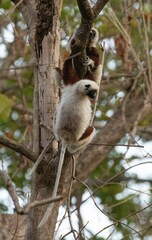 Propithecus coquereli