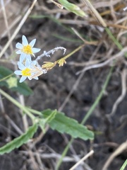 Rhodanthe corymbiflora