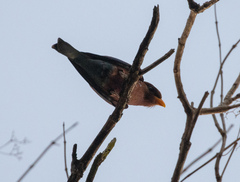 Eurystomus glaucurus glaucurus