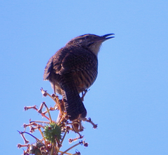 Campylorhynchus gularis