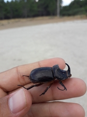 Oryctes nasicornis grypus