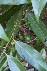 Nectandra coriacea