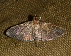 Pilocrocis ramentalis
