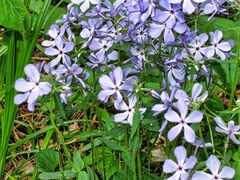 Phlox divaricata laphamii