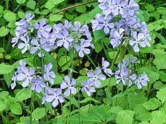 Phlox divaricata laphamii
