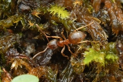 Lasius pallitarsis