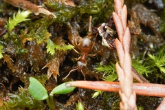 Lasius pallitarsis