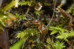 Lasius pallitarsis