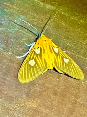 Asota orbona