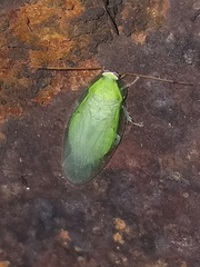 Panchlora