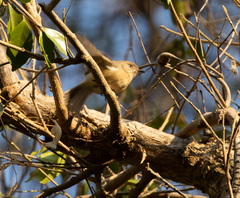 Newtonia brunneicauda