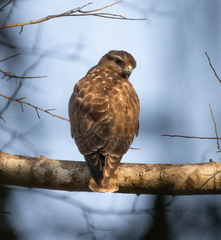 Buteo brachypterus