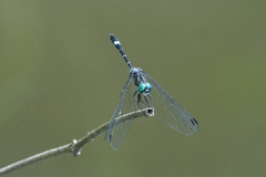 Micrathyria venezuelae