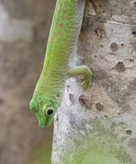 Phelsuma kochi