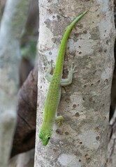 Phelsuma kochi