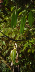 Nepenthes maxima