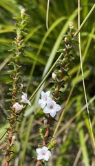 Epacris