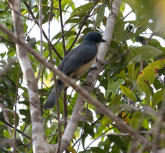 Cyanolanius madagascarinus