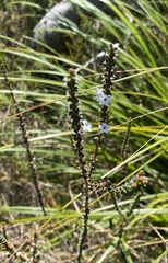 Epacris