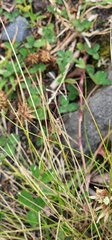 Nomophila noctuella