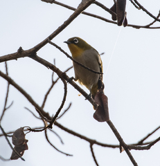 Zosterops maderaspatanus