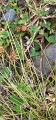Nomophila noctuella