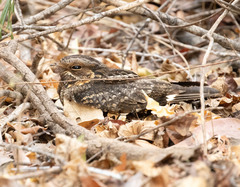 Caprimulgus madagascariensis