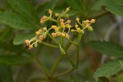 Cissus palmata