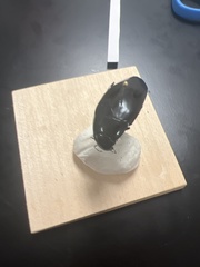 Hydrophilus triangularis