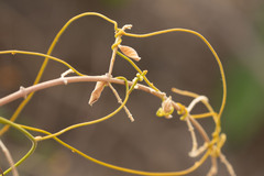 Cassytha filiformis image