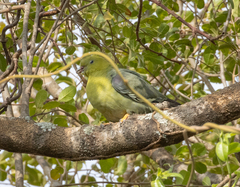 Treron australis