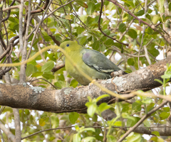 Treron australis