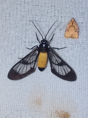 Cosmosoma stibosticta