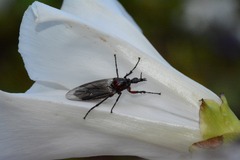 Dilophus nigrostigma