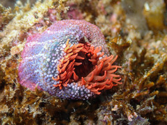 Bunodosoma californica