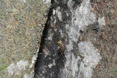 Theridion zantholabio