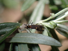 Chauliognathus kershawi