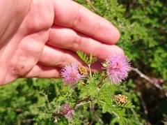 Mimosa monancistra